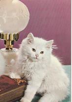 KAT   7, Collections, Cartes postales | Animaux, Chien ou Chat, Non affranchie, Envoi