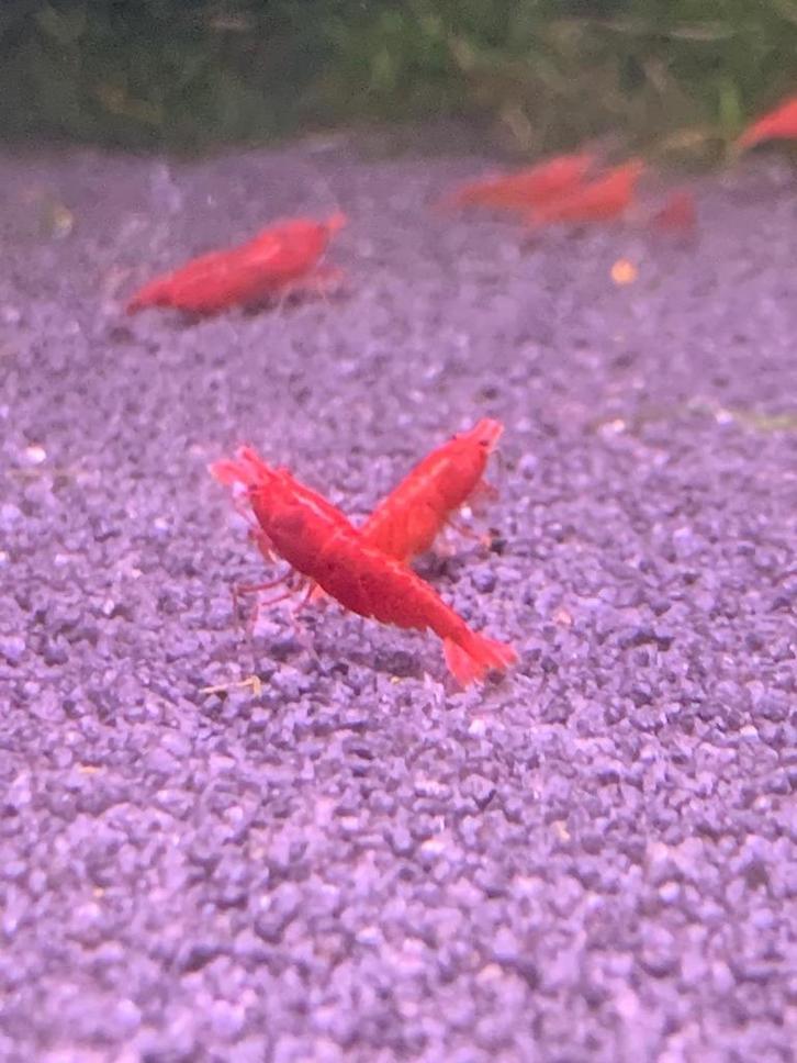 Bloody Mary garnalen, Dieren en Toebehoren, Vissen | Aquariumvissen, Zoetwatervis, Kreeft, Krab of Garnaal