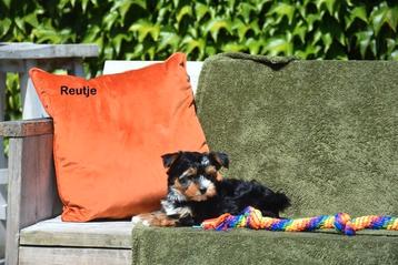 Yorkshire Biewer pup beschikbaar voor biedingen