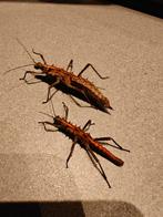 Tisamenus napalaki 'Palaui', Dieren en Toebehoren, Insecten en Spinnen