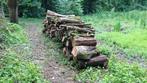 Wilgenhout, Tuin en Terras, Brandhout, 3 tot 6 m³, Ophalen, Overige houtsoorten, Stammen