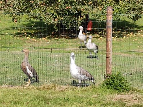 Grote Magelhaen ganzen, Dieren en Toebehoren, Pluimvee