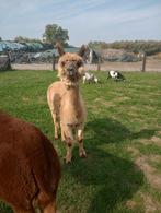 Alpaca, Sexe inconnu, Mouton, 3 à 5 ans