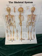 Poster the skeletal system, het skelet anatomie, Nieuw, Ophalen of Verzenden, Niet van toepassing