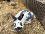Dwerg vlinder konijn ram, Dieren en Toebehoren, Konijnen, Mannelijk, Dwerg, 0 tot 2 jaar