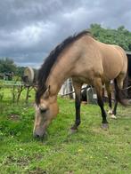 Spaanse Merrie met bemerking, Dieren en Toebehoren, Paarden, Minder dan 160 cm, Zadelmak, Westernpaard, 11 jaar of ouder