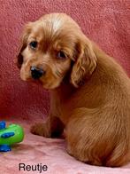 Engelse cocker pups, Dieren en Toebehoren, België, Reu, CDV (hondenziekte), 8 tot 15 weken