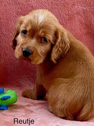 Engelse cocker pups beschikbaar voor biedingen