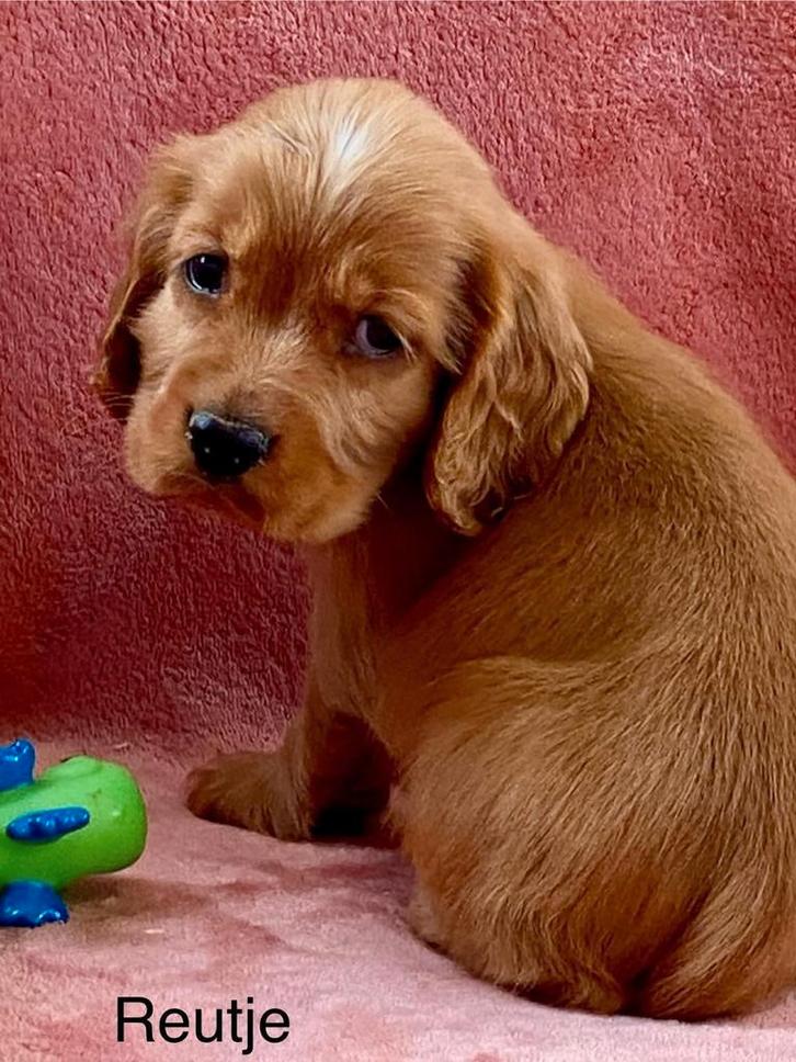 Engelse cocker pups, Dieren en Toebehoren, Honden | Retrievers, Spaniëls en Waterhonden, Reu, Spaniël, Fokker | Professioneel