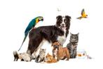 Dierenoppas, Dieren en Toebehoren, Overige Dieren