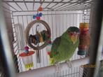 witvoorhoofd amazone, Dieren en Toebehoren, Tam