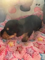 Dwergteckel pups, Dieren en Toebehoren, Honden | Teckels en Dashonden, België, CDV (hondenziekte), 8 tot 15 weken, Korthaar