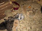 Jonge konijntjes, Dieren en Toebehoren, Konijnen, Meerdere dieren, Klein, 0 tot 2 jaar
