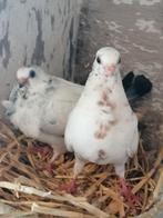 Jonge figurita's, zelfde nest, Animaux & Accessoires, Oiseaux | Pigeons