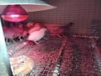 Chinese Dwergkwartels Haantjes, Dieren en Toebehoren, Ophalen