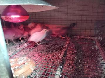 Chinese Dwergkwartels Haantjes  beschikbaar voor biedingen