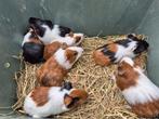 Cavia's, Dieren en Toebehoren, Pluimvee