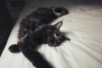 MAINE COON XXL KITTEN – RUSSISCHE KAMPIOENSLIJN 8 maanden, Poes, Gechipt, 0 tot 2 jaar
