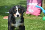 Berner Sennenhond pup berner sennen, België, Teef, Meerdere, Fokker | Professioneel