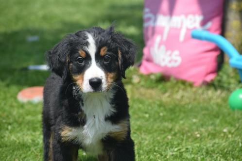 Berner Sennenhond pup berner sennen, Dieren en Toebehoren, Honden | Bulldogs, Pinschers en Molossers, Teef, Sennenhond, Fokker | Professioneel
