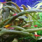 Crevette Caridina à vendre, Animaux & Accessoires, Poissons | Poissons d'aquarium, Homard, Crabe ou Crevette, Poisson d'eau douce