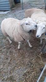 Schaap dekbok, Dieren en Toebehoren, Schaap