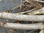Brandhout ( zelf af te zagen ), Tuin en Terras, Brandhout, Ophalen, Stammen