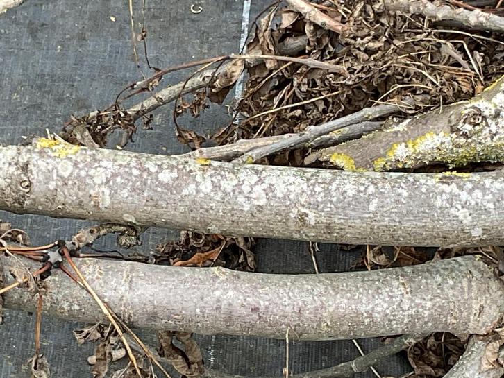 Brandhout ( zelf af te zagen ), Tuin en Terras, Brandhout, Stammen, Ophalen