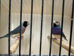 Koppel blauwe gouldamadines te koop, Dieren en Toebehoren, Tropenvogel