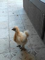 Zijdehoenders, Dieren en Toebehoren, Pluimvee, Kip