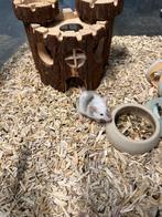 Muizen te koop, Dieren en Toebehoren, Knaagdieren, Augustus, Muis, Vrouwelijk, Tam