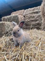 Dwergkonijntje rammelaar, Dieren en Toebehoren, Konijnen, Mannelijk, Dwerg