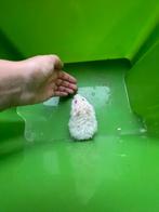 Syrische hamsters, Dieren en Toebehoren, Hamster, Juli, Meerdere dieren, Tam