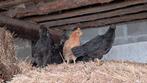 Krielkippen, Dieren en Toebehoren, Vogels | Overige Vogels