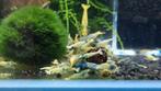 Blue TaiTi Bee Caridina garnalen, Dieren en Toebehoren, Vissen | Aquariumvissen, Kreeft, Krab of Garnaal, Zoetwatervis