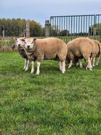 Schapen bokken en ooien te koop zuivere texel, Dieren en Toebehoren, Schaap