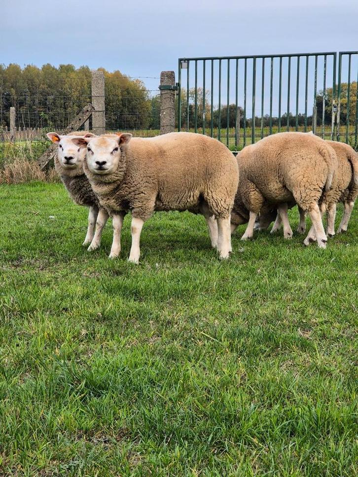 Schapen bokken en ooien te koop zuivere texel, Dieren en Toebehoren, Schapen, Geiten en Varkens, Schaap