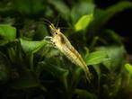 neocaridina garnalen 1st/€1 - 30st/€20, Dieren en Toebehoren, Vissen | Aquariumvissen, Kreeft, Krab of Garnaal