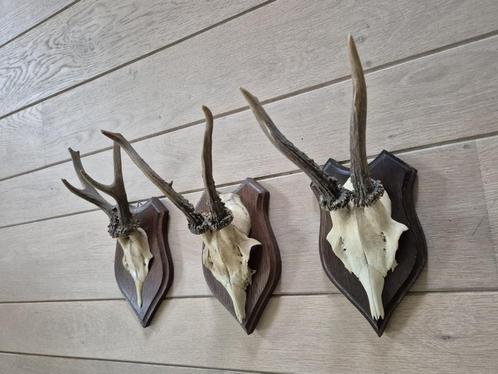 3 Mooie Ree Geweien samen € 21 Mancave Jacht Landelijk b82, Verzamelen, Dierenverzamelingen, Gewei of Kop, Hert, Ophalen of Verzenden