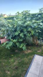 vijgenboom op stam, Tuin en Terras, Planten | Bomen, Ophalen