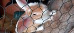 Duitse reus moer, Dieren en Toebehoren, Konijnen, Vrouwelijk, Groot, 0 tot 2 jaar