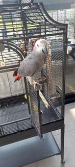 Roodstaart      papegaai    + kooi + eten, Animaux & Accessoires, Oiseaux | Perruches & Perroquets, Perroquet, Femelle, Parleur