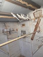 Valkparkieten, Sexe inconnu, Perruche