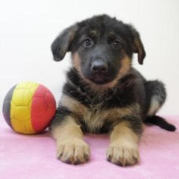 Duitse herder - Belgische pups te koop (lang-en-korthaar), Dieren en Toebehoren, Honden | Herdershonden en Veedrijvers, België