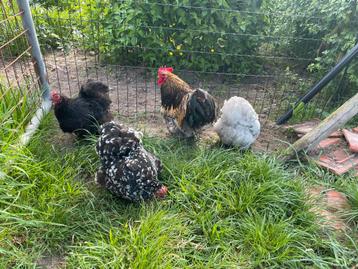 Cochin kriel kippetjes met haan, Dieren en Toebehoren, Pluimvee