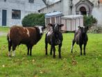 Baggerbonte schapen bokken rammen, Dieren en Toebehoren, Mannelijk, Schaap, 0 tot 2 jaar