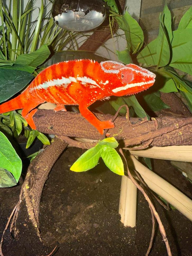Panterkameleon (M), Dieren en Toebehoren, Reptielen en Amfibieën, Hagedis, 0 tot 2 jaar, Met terrarium