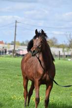 Mooi arabische volbloed., Dieren en Toebehoren, Paarden, Minder dan 160 cm, Gechipt, Niet van toepassing, 0 tot 2 jaar