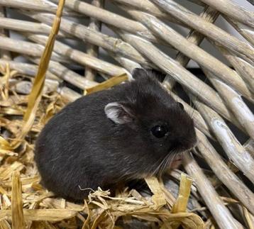 Russische Dwerghamster te koop beschikbaar voor biedingen