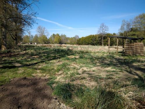 Paardenweide te huur, Dieren en Toebehoren, Stalling en Weidegang, Weidegang, 2 of 3 paarden of pony's